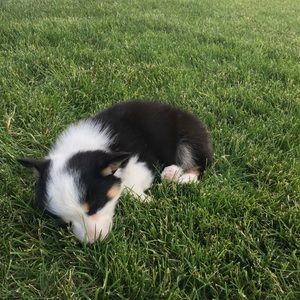 Meet your Posher, Aubs